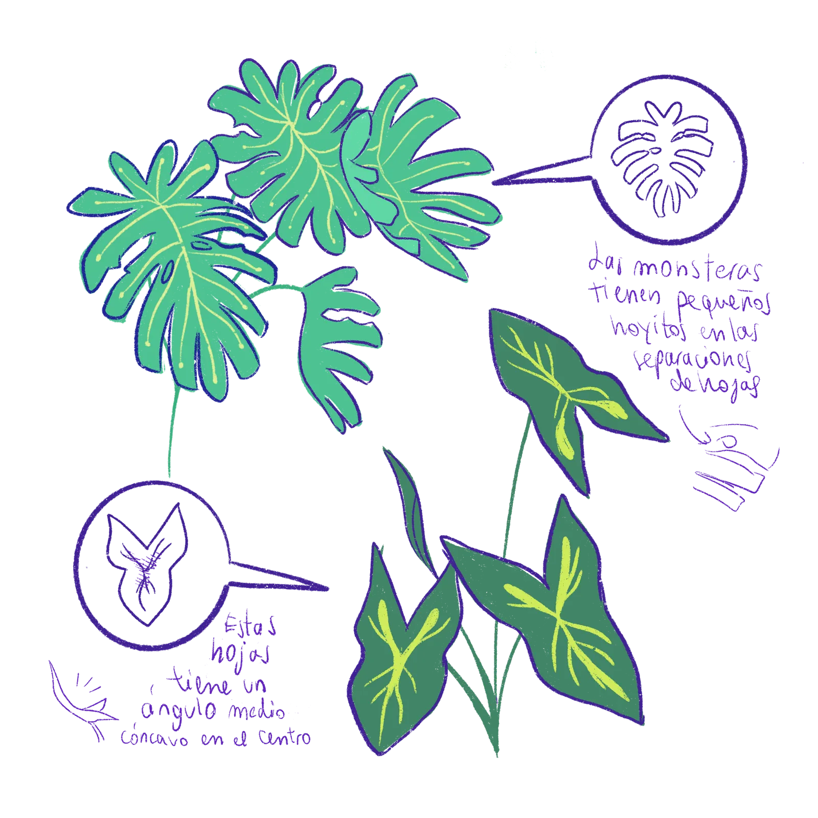 Micelio — Grow Together — process